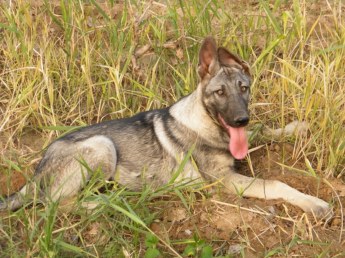 本土狼青犬的優點很多,怪不得大家都喜歡養