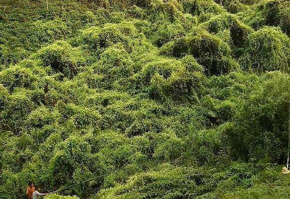 薇甘菊,别看它开花很漂亮,实际是非常危险的入侵植物杀手