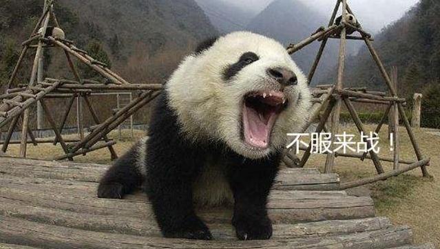 如果大熊猫伤人了会被击毙吗?饲养员:你以为国宝是白叫的?
