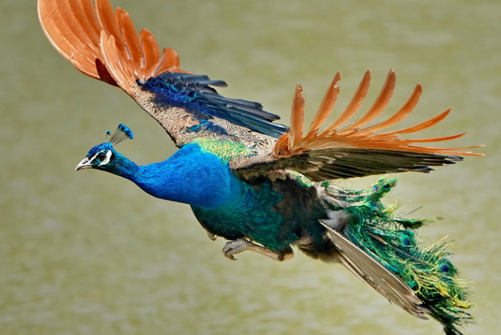 孔雀一次下几个蛋,多久下一次?