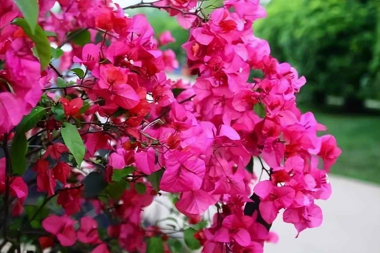 红娘子三角梅,开花时鲜艳万分,轻松就能长成花海