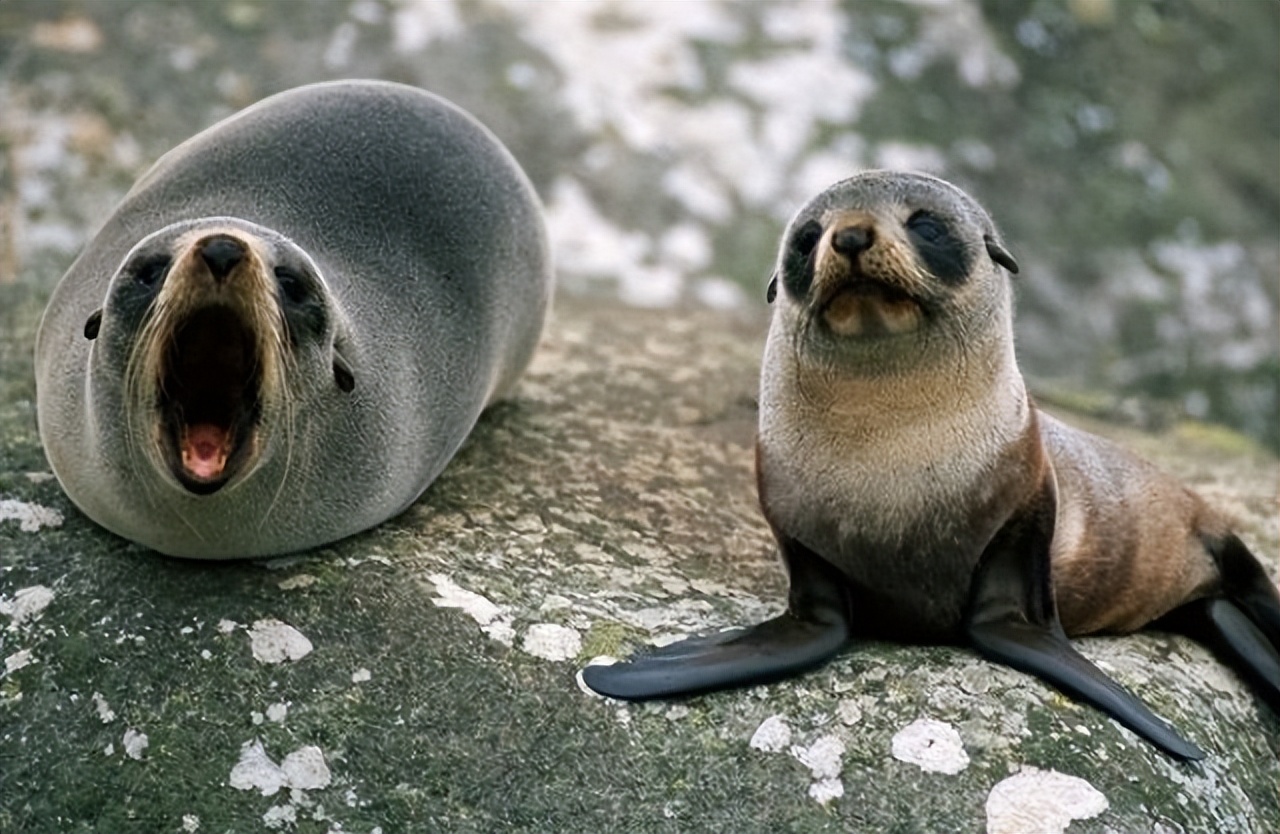 小小的南极磷虾凭什么成为了世界上生物量最大的野生动物?