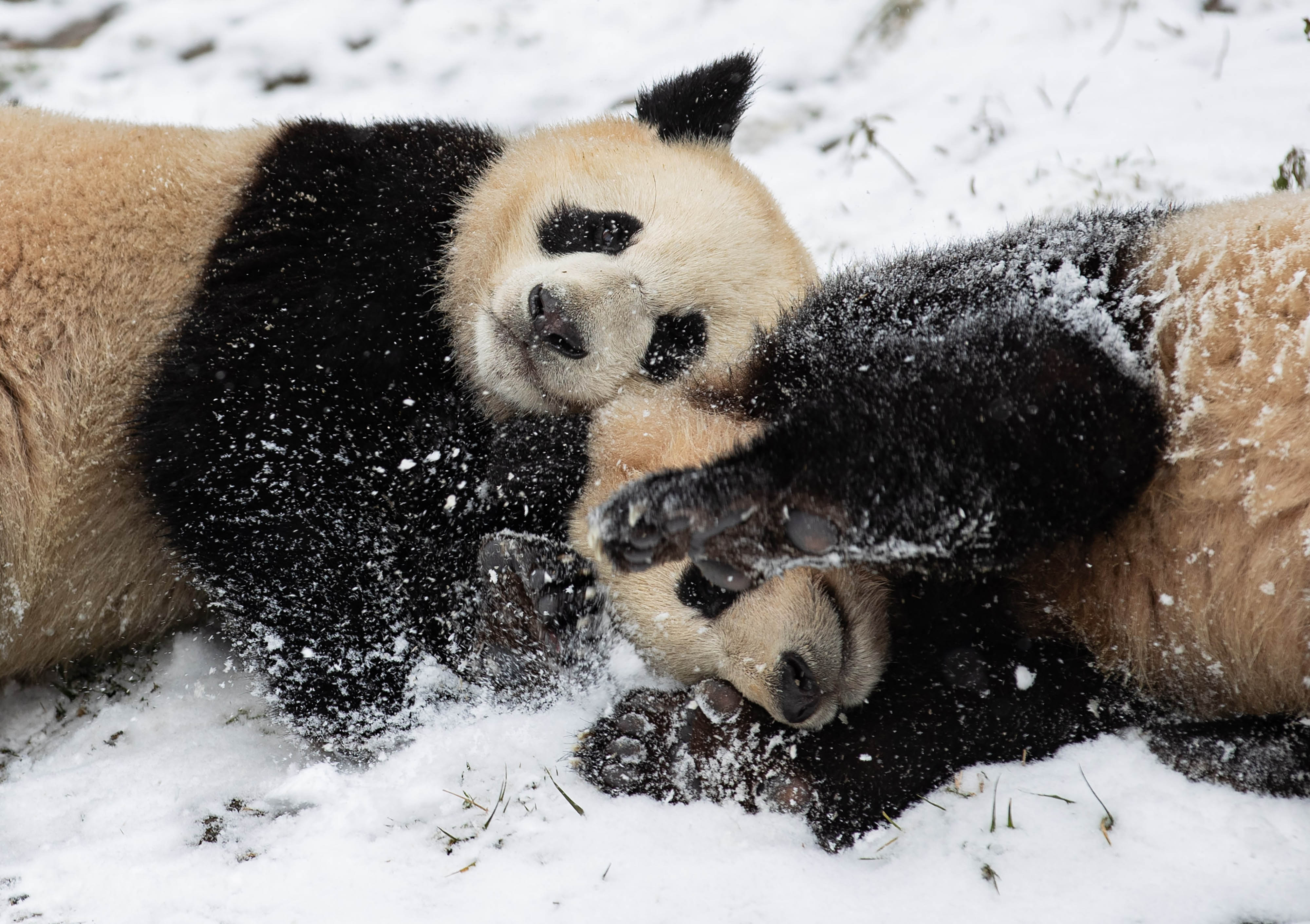 大熊猫下雪图片