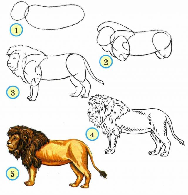 狮子头素描画法步骤图片