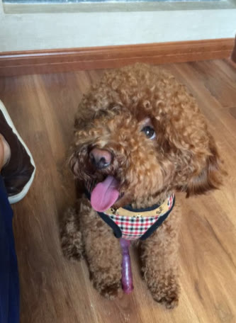 泰迪犬的训练方法,有效的训练方面可以事半功倍