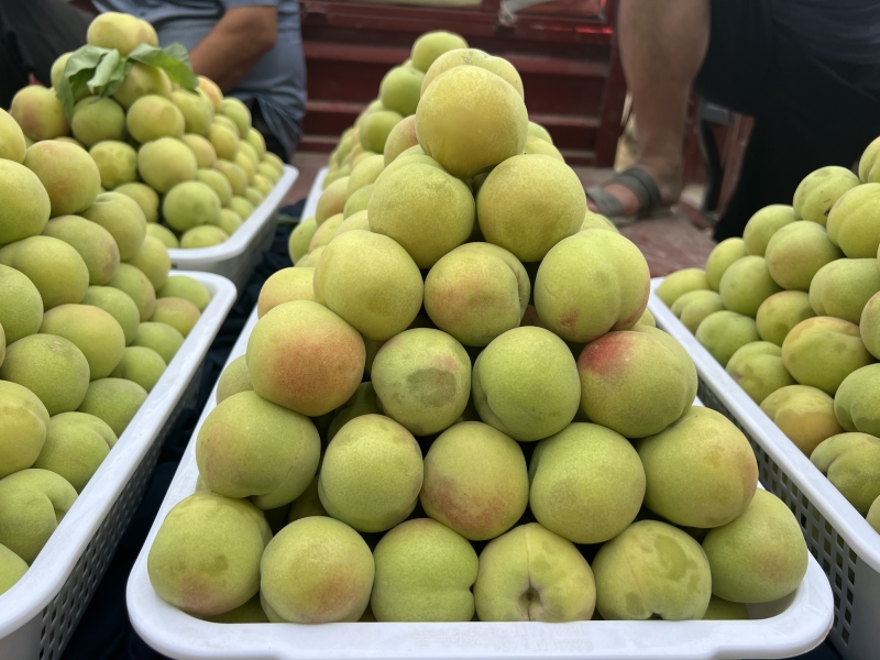 新疆和田:农家土桃子铺就村民致富路