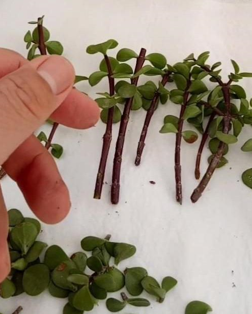 金枝玉叶的种植技巧有"几个",叶子多株型优美,年年旺盛寓意好