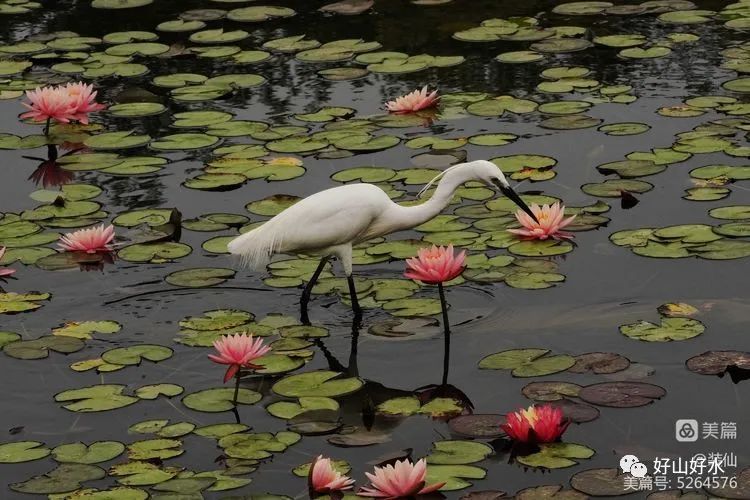 幽艳枕水眠,鹭影舞翩跹|庄莉红