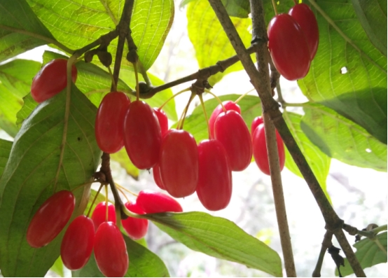 药食同源——山茱萸