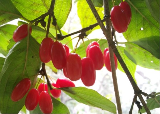 药食同源——山茱萸