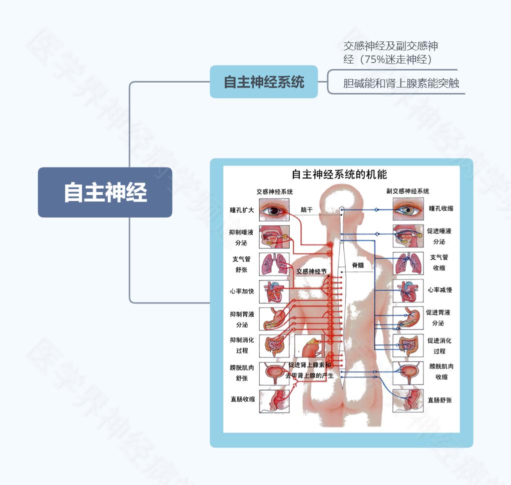 周围神经病定位诊断