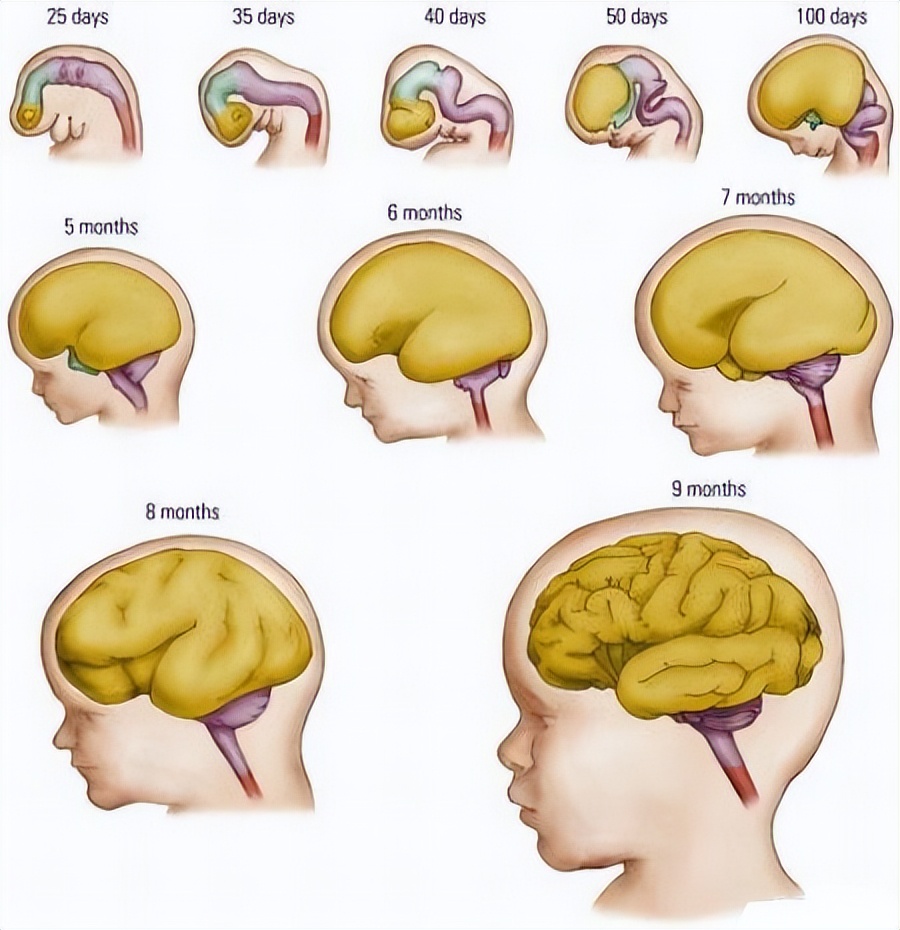 蒙台梭利:别错过儿童大脑发育关键期,或许也错过了一个天才