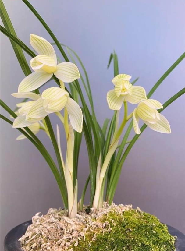 莲瓣兰素花荷瓣极品——永怀素,花容优美,花色迷人,独具韵味