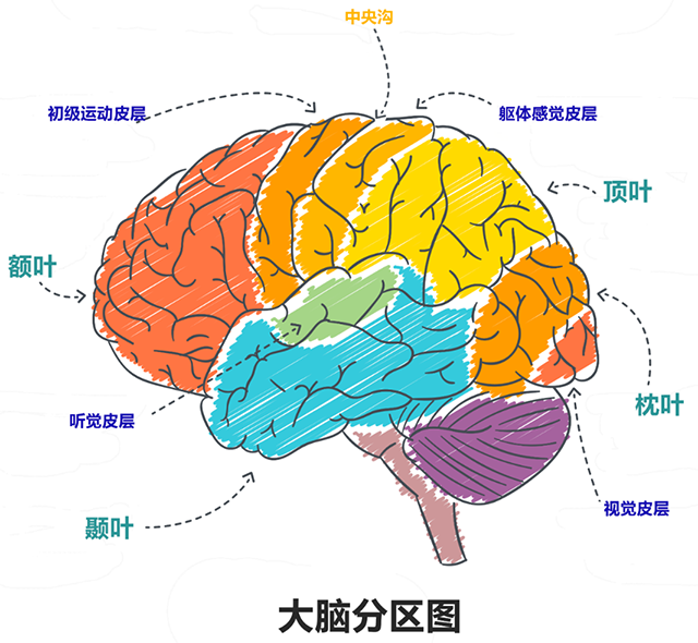 脑袋组成图图片