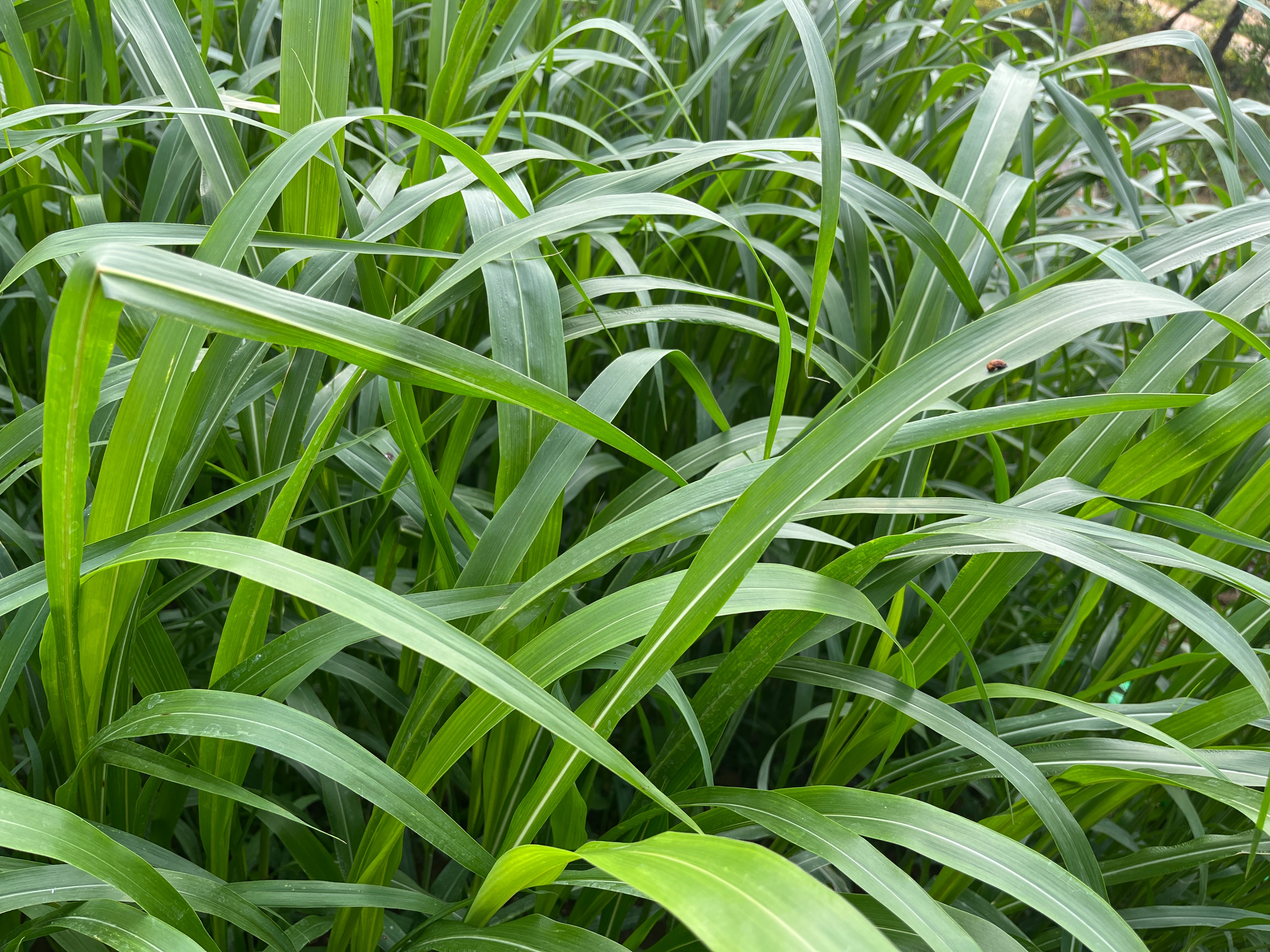 种植苏丹草,需要注意哪些问题?本以为产量不高,没想到割这么多