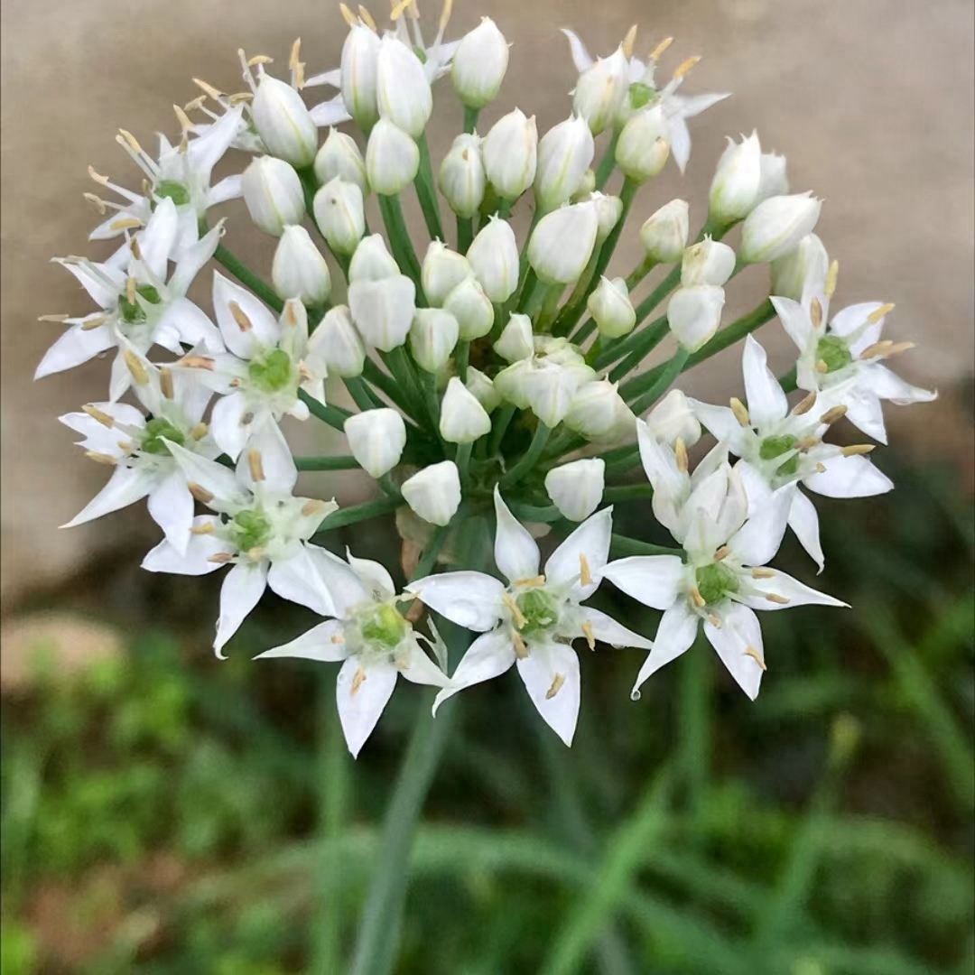 老百姓的美味佳肴极品——韭菜花