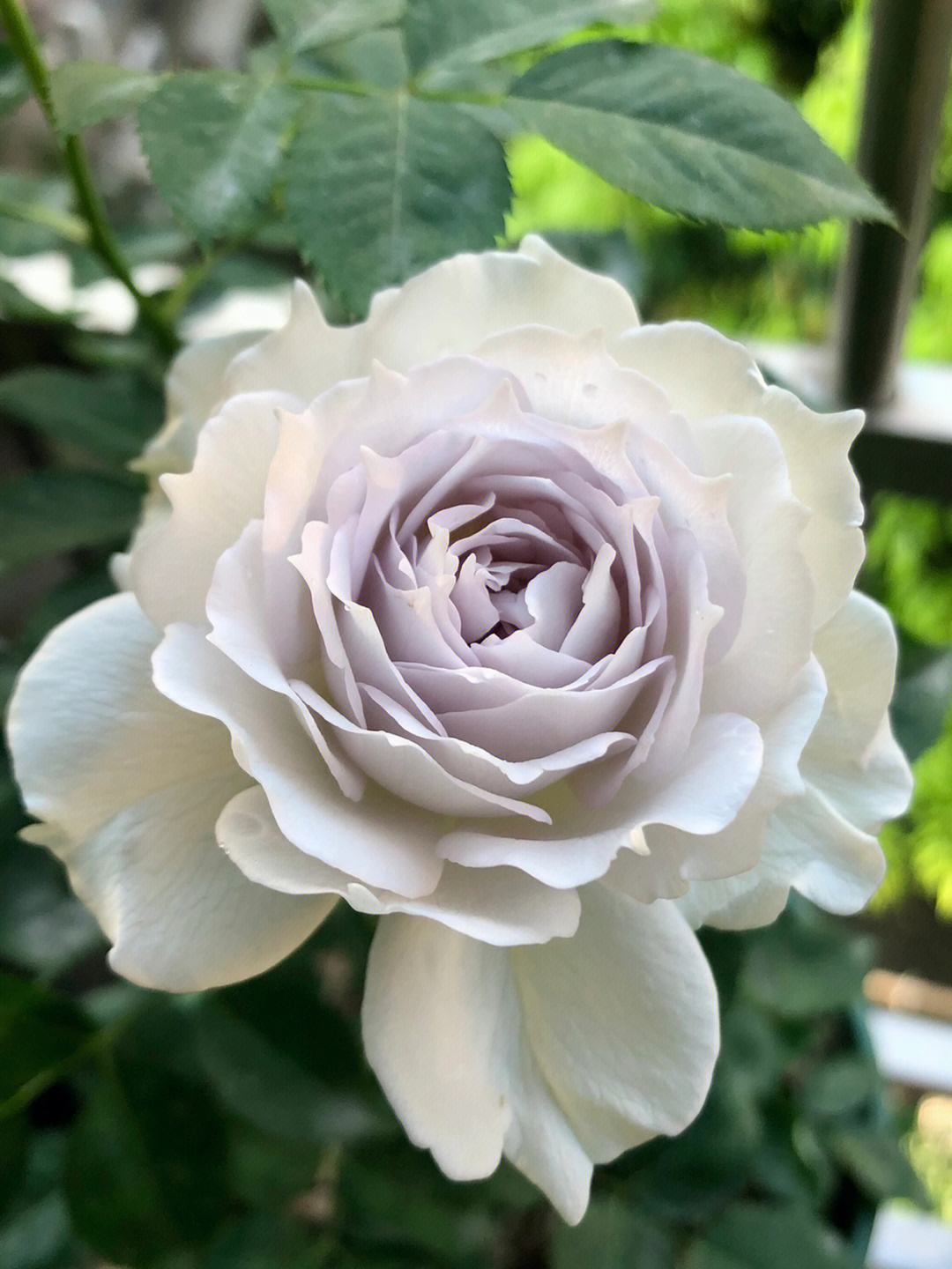 美丽的加百列大天使月季,有哪些优缺点?