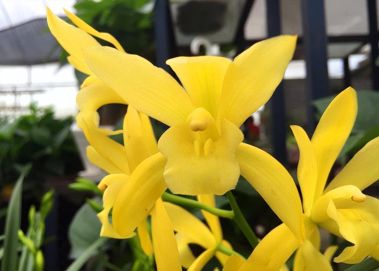 黄金小神童兰花,花色金黄,香气雅致,寓意好