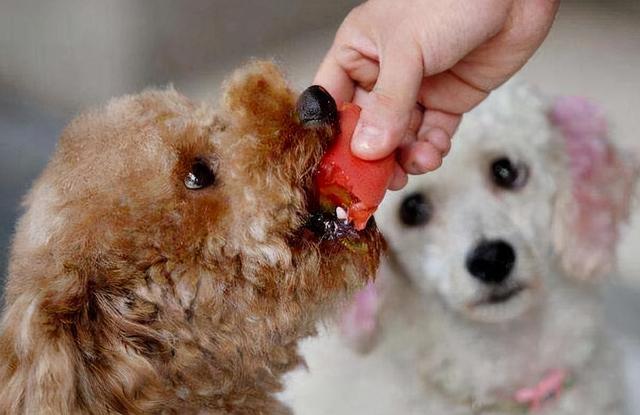 贵宾犬舔人身上不同的位置,其实它是在表达这几个意思!