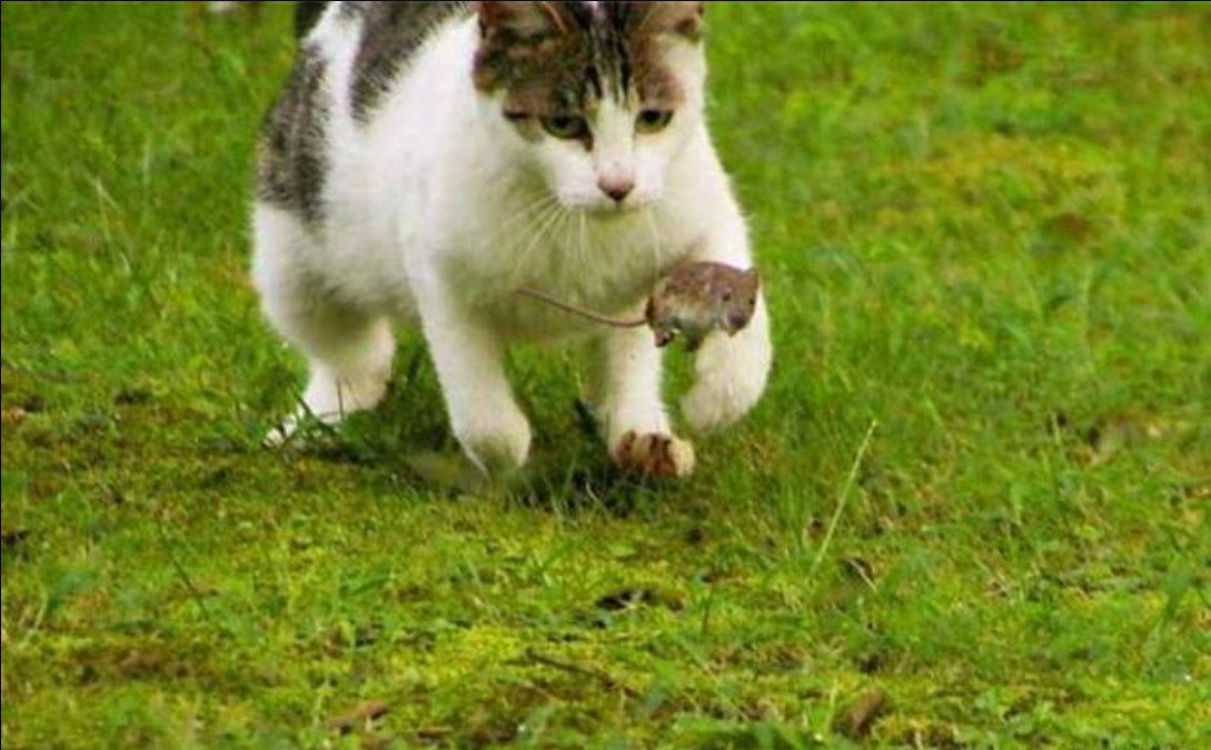 猫天生就会抓老鼠吗?
