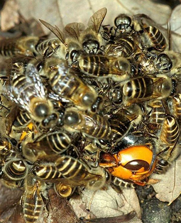 日本大黄蜂,为何叫杀人蜂?长5cm,几只大黄蜂可灭掉整窝蜜蜂