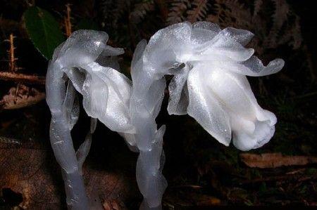 鬼花都有什么花?8种超美花被称为鬼花,有些有一定道理