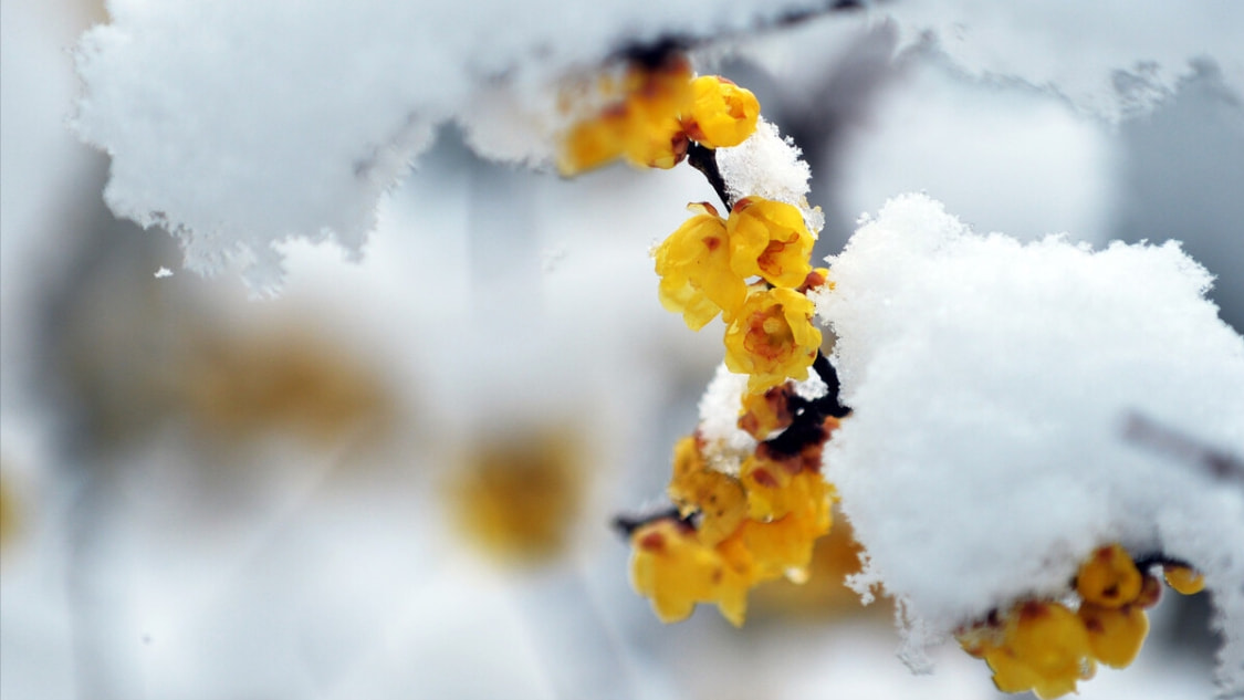 雪粉华,舞梨花.杂剧班头关汉卿的《大德歌·冬景》,引人入胜