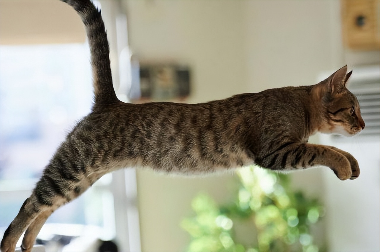 事实证明,养了一只狸花猫,才知道香在哪里!