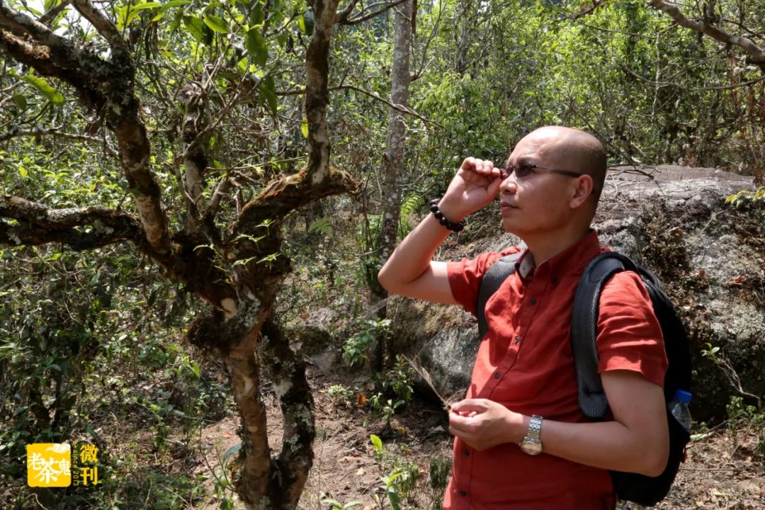 老茶鬼读《茶经》之野放型茶树的优势