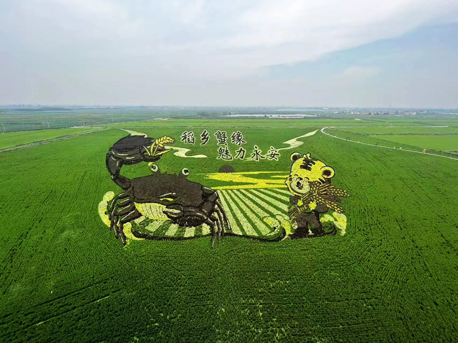 中国美丽乡村休闲旅游推荐:山东东营稻田画风景区