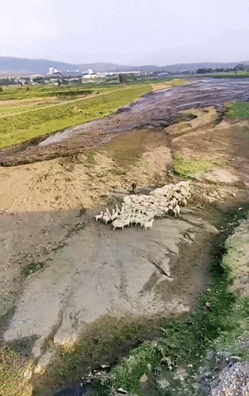 老人赶羊被洪水冲走,牧羊犬舍命相救,帮主人脱险,万幸结局平安