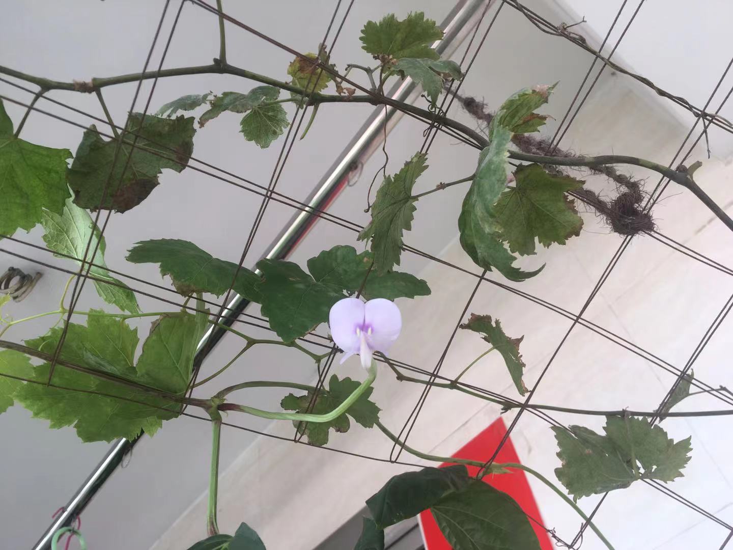 阳台种长豆角,掌握这几点种植更轻松