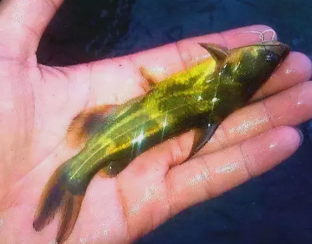 刺激隐核虫俗称"海水小瓜虫",可感染海水养殖鱼类,危害很严重