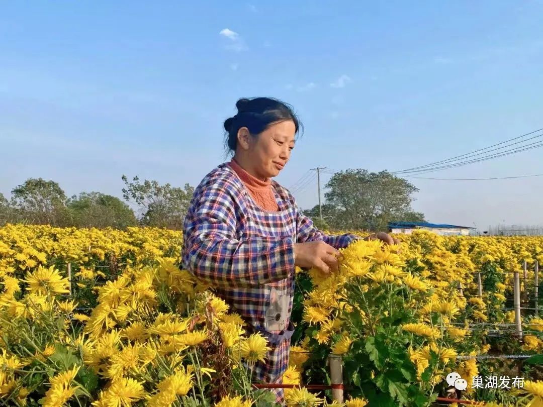 巢湖有个庙岗乡,菊花绽放香扑鼻!