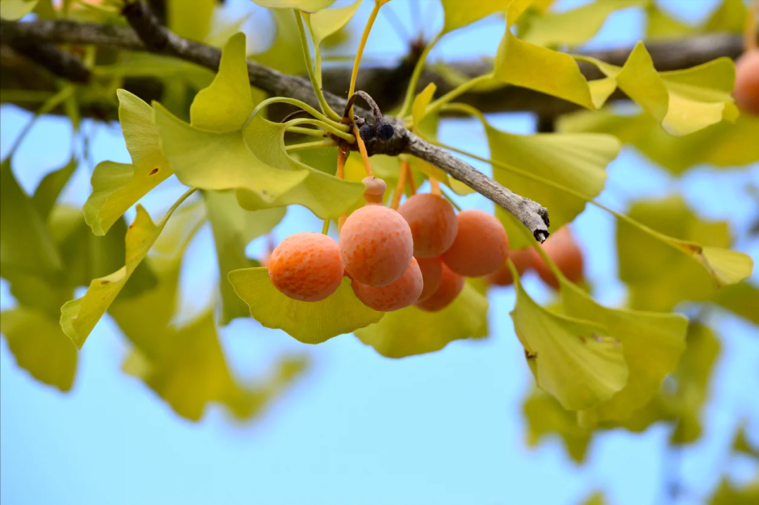 陽後睡不著?試試銀杏葉,它有5大好處