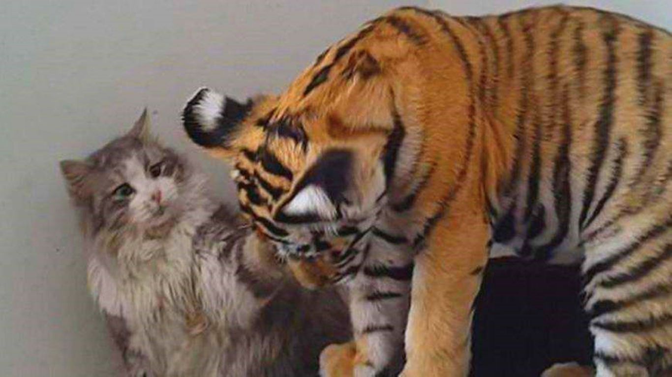如果猫咪和老虎体型一样,和老虎打架,谁能赢?