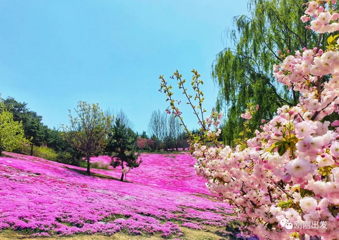 大连英歌石植物园图片图片