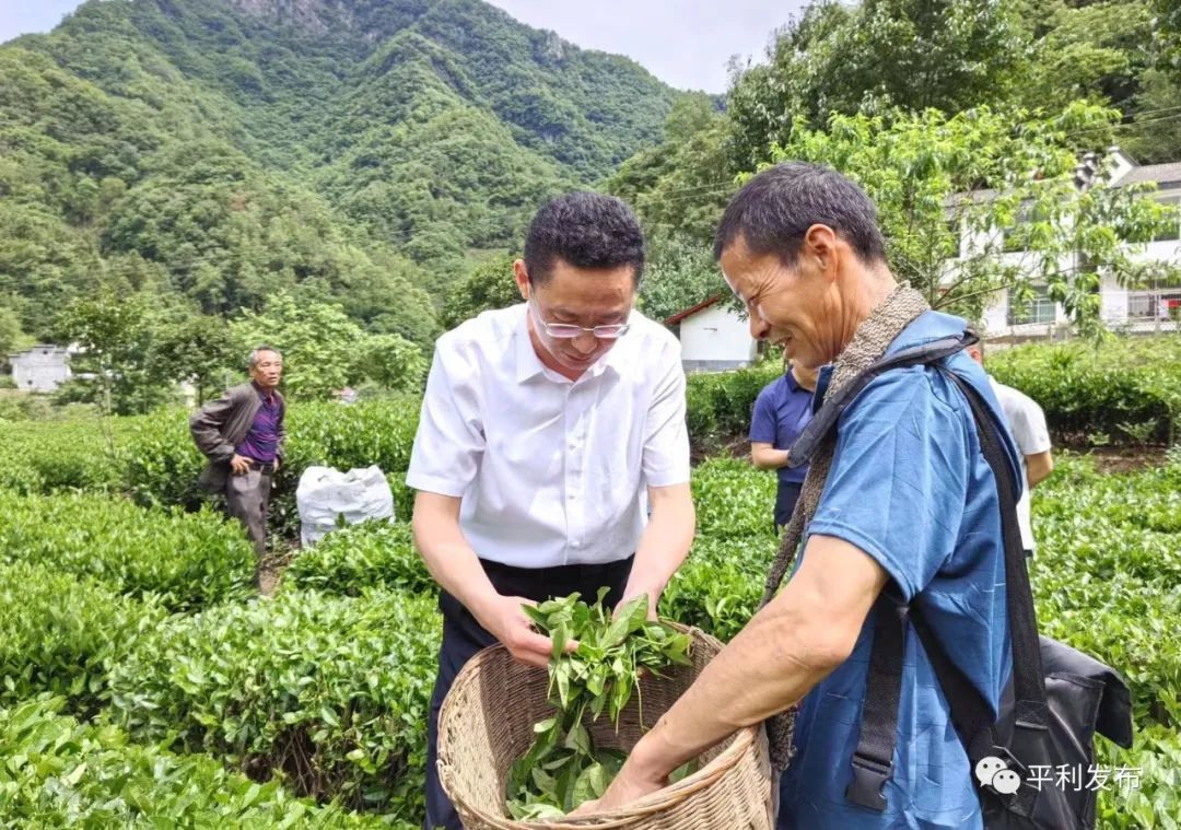 安康平利县委书记杨军到三阳镇督导防汛防滑和乡村振兴