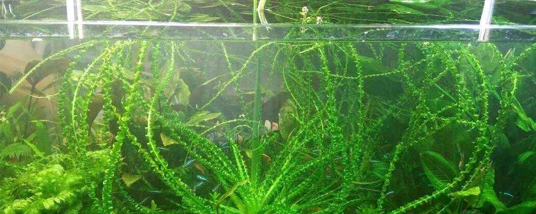 冷水水草有哪些?冷水水草怎么养殖?