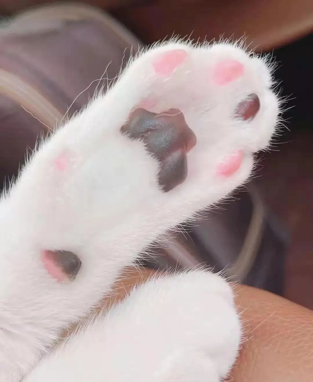 小猫咪那么可爱,jiojio怎么一股子螺蛳粉味?!