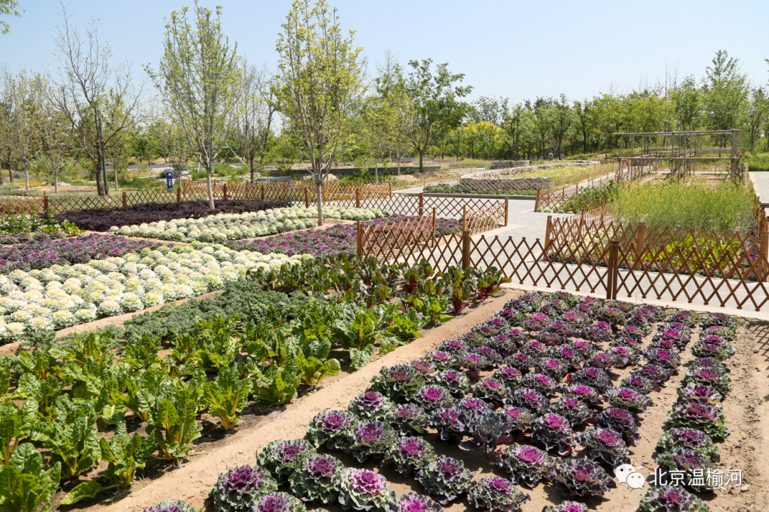领略田园风光,打卡北京首个公园里的观光菜园!