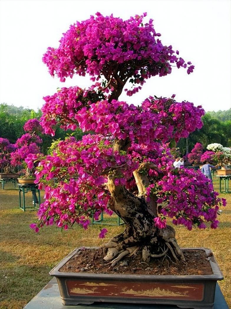 巴西三角梅,种植时注意这几点,长势旺盛,慢慢爬出一面大花墙