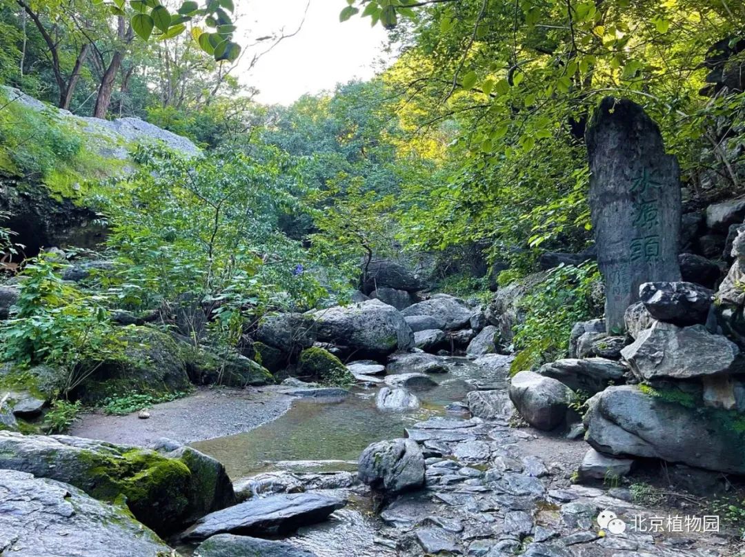 国家植物园(樱桃沟)荣获北京市首批最具人气网红打卡地称号!