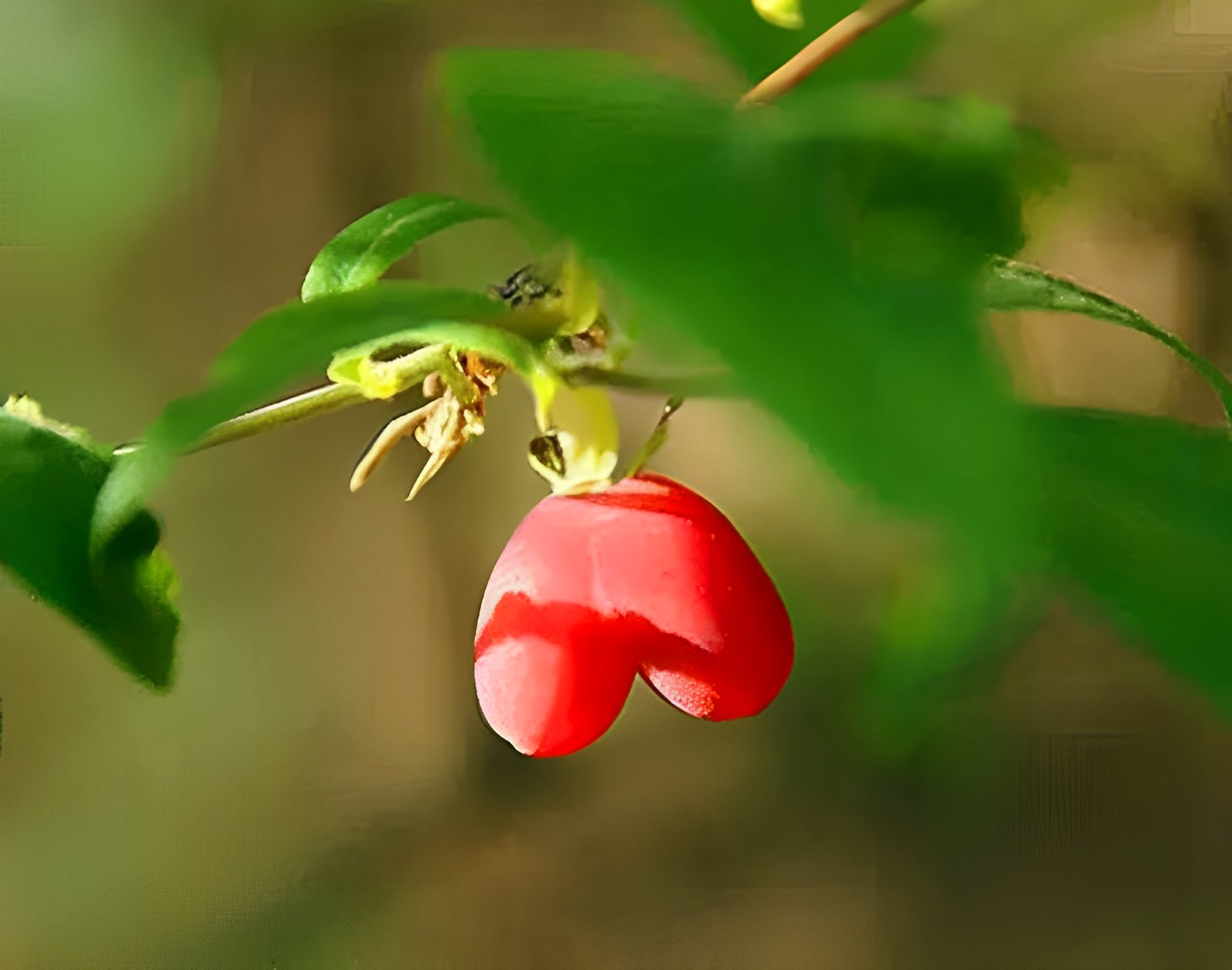 有"天然营养库"之美誉的杈杷果,更有赏心悦目的"红心"颜值!