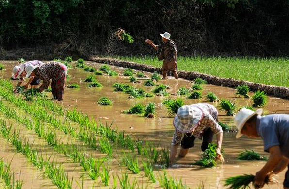 坐在"船上"能插秧站在田埂上也能插秧?奇葩插秧"爬田湾""关 巷 子"