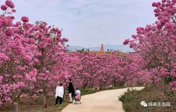 新会这片网红花海,太"粉"了!