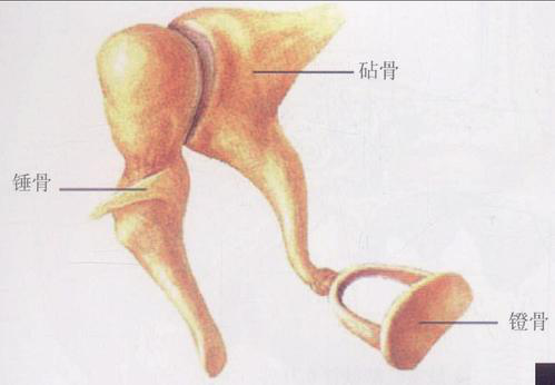 我们是如何听到声音的?