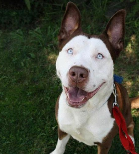 为什么农村都喜欢养"花脸狗"?竟隐藏了这些秘密!