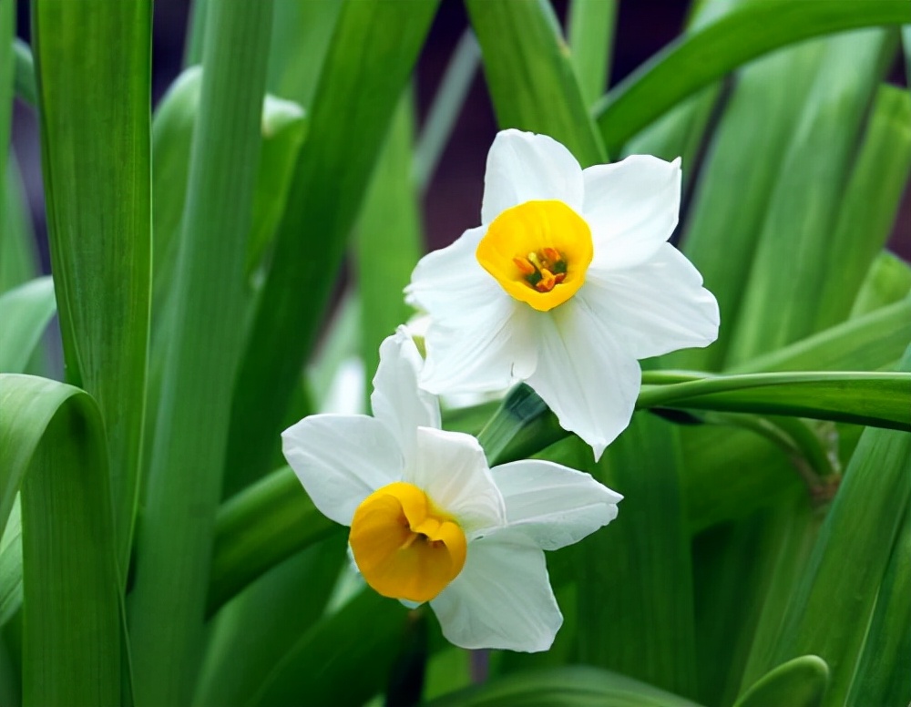 王彦松诗词戚氏望水仙