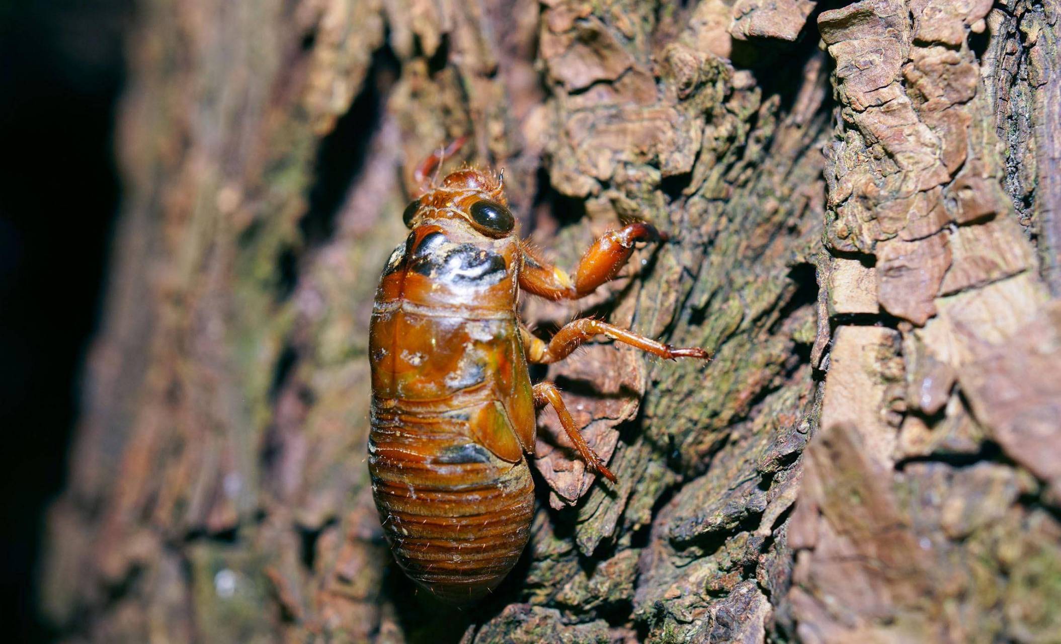 又到了抓知了猴的季节,天稍摸黑之后,就可以看到三三两两在树林里到处
